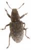 Sitona hispidulus